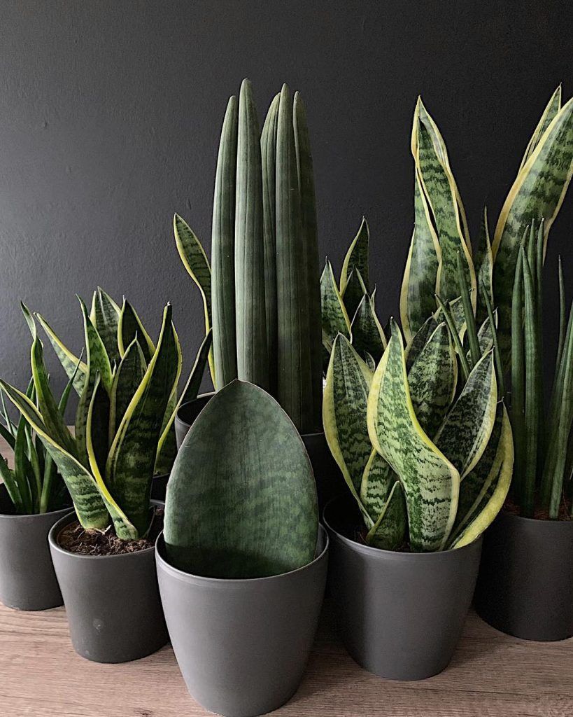 Everything You Need to Know About the Snake Plant -   13 plants Beautiful colour ideas