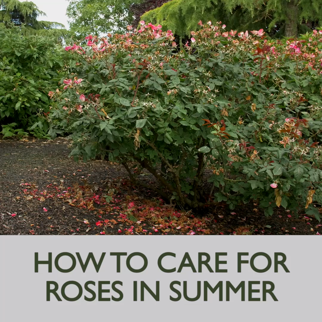 How to Care for Roses in the Summer -   17 garden design natural ideas