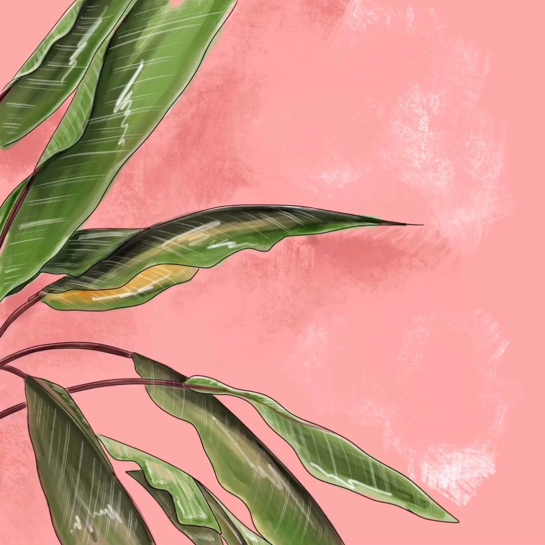 Banana Leaf illustration -   12 plants Wallpaper leaves ideas
