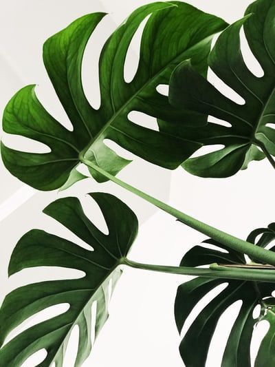 Photo by Annie Spratt on Unsplash -   12 plants Wallpaper leaves ideas