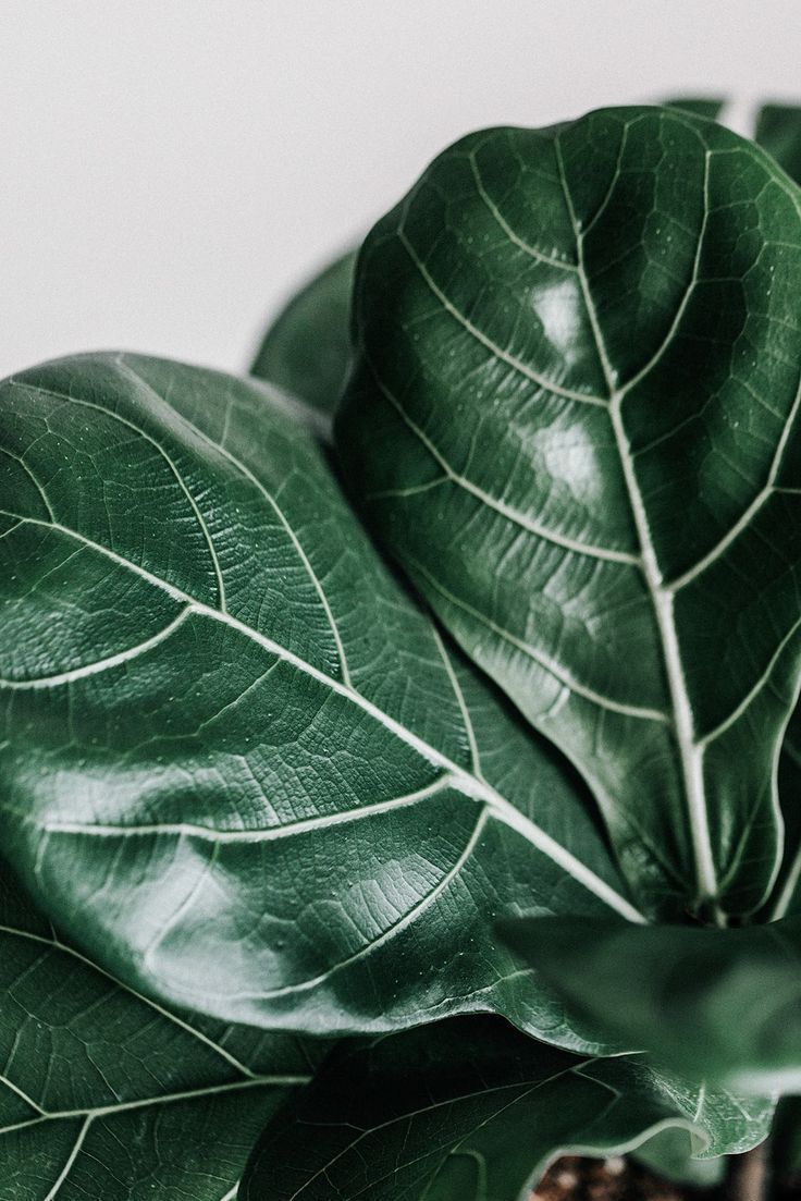 Fiddle Leaf Fig (Ficus lyrata) - Dusty Hegge | Host of Grow Well Podcast and Houseplant Course Creator -   12 plants Wallpaper leaves ideas