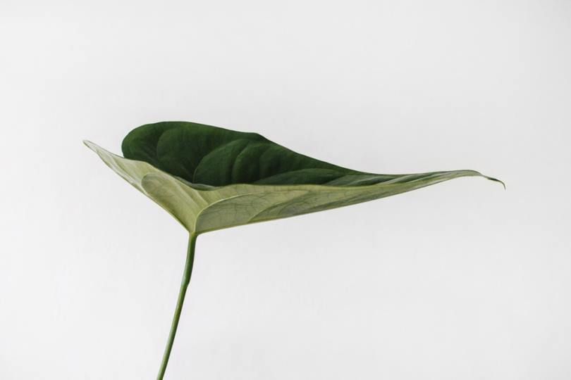 12 plants Wallpaper leaves ideas