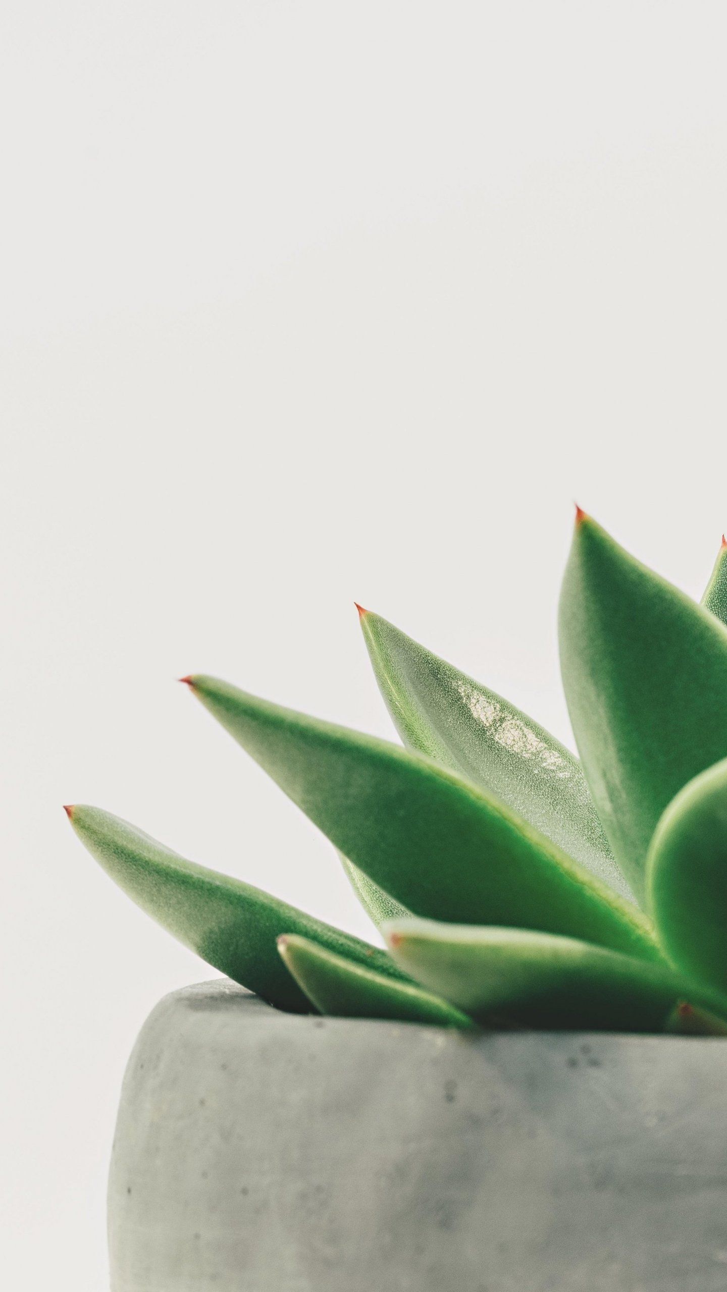 Minimalist Succulent  Wallpaper - iPhone, Android & Desktop Backgrounds -   12 plants Wallpaper leaves ideas
