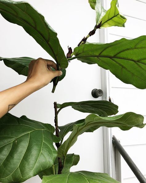 10 Things Nobody Tells You About Fiddle-Leaf Fig Trees - Gardenista -   17 plants design fiddle leaf fig ideas