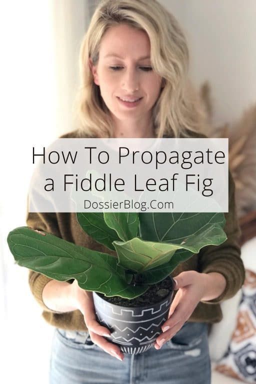 How to Propagate a Fiddle Leaf Fig: Three Simple Ways -   17 plants design fiddle leaf fig ideas