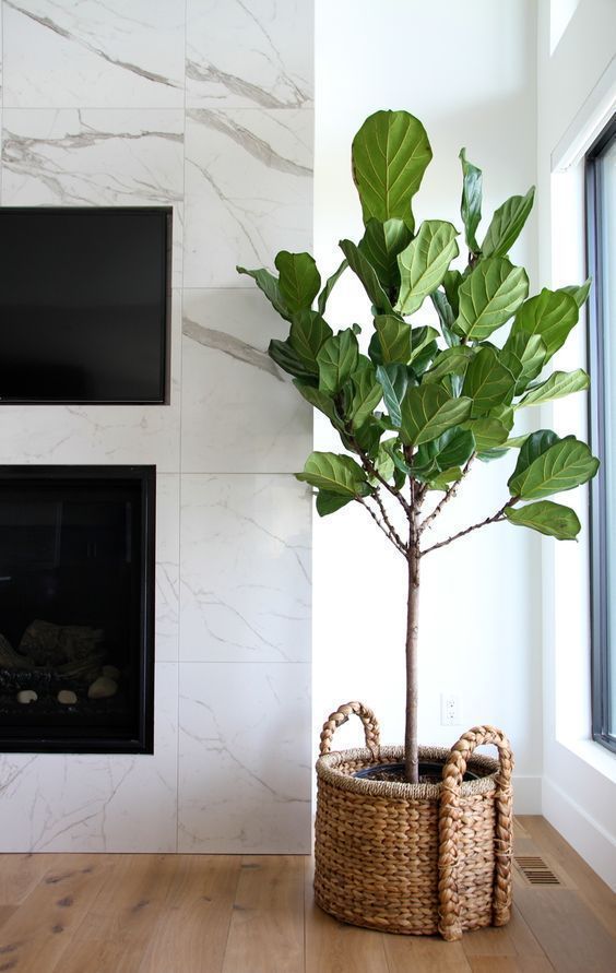How To Propagate Your Fiddle Leaf Fig Tree -   17 plants design fiddle leaf fig ideas