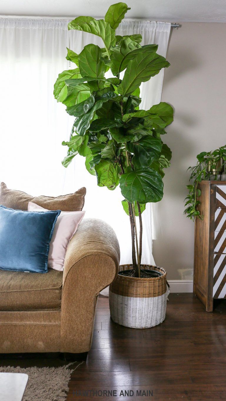 How to Care for a Fiddle Leaf Fig Tree – HAWTHORNE AND MAIN -   17 plants design fiddle leaf fig ideas