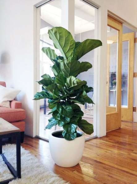 20 trendy ideas for plants decoration fiddle leaf fig -   17 plants design fiddle leaf fig ideas