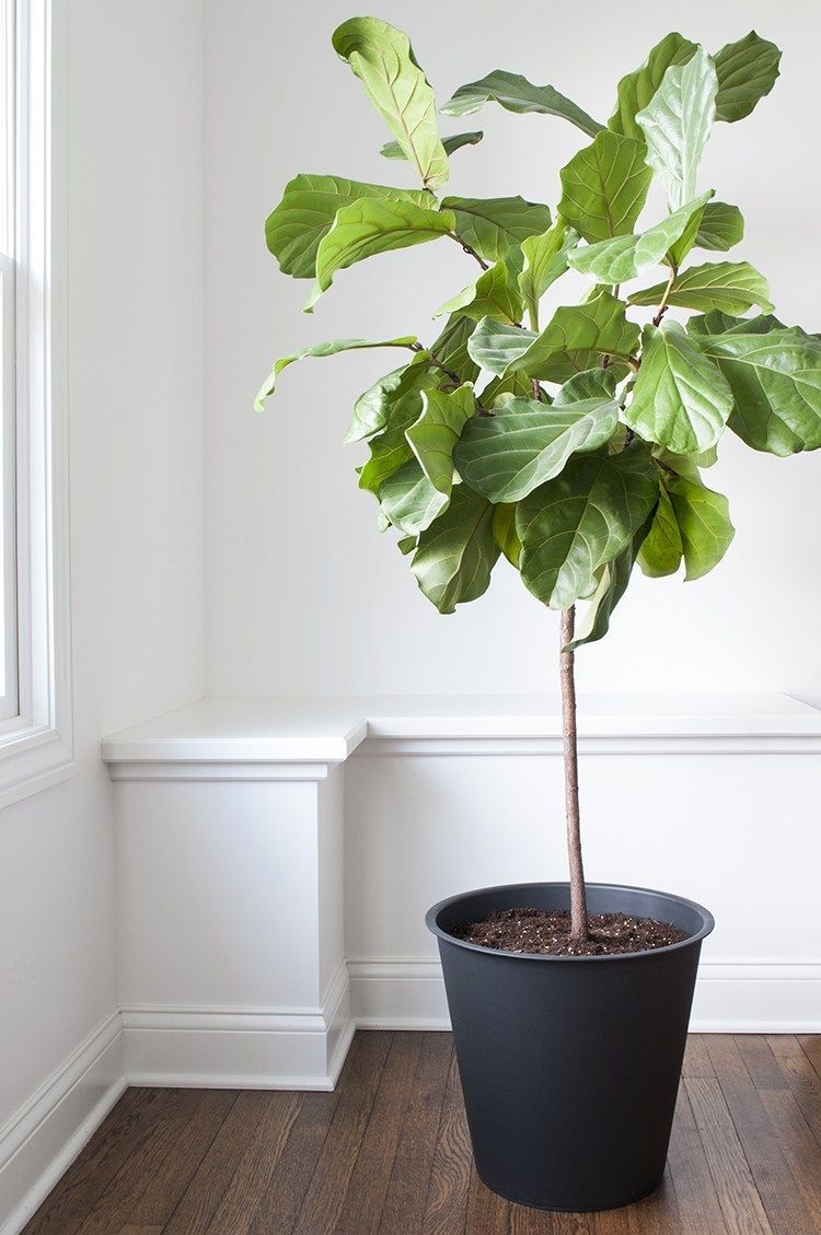 How To Repot A Fiddle Leaf Fig Tree - Room For Tuesday -   17 plants design fiddle leaf fig ideas