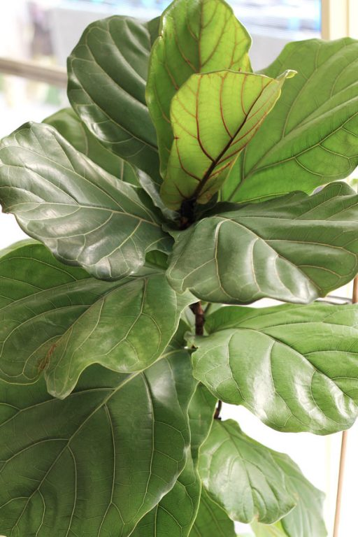 Double its Growth - How to Fertilize your Fiddle Leaf Fig | Dossier Blog -   17 plants design fiddle leaf fig ideas