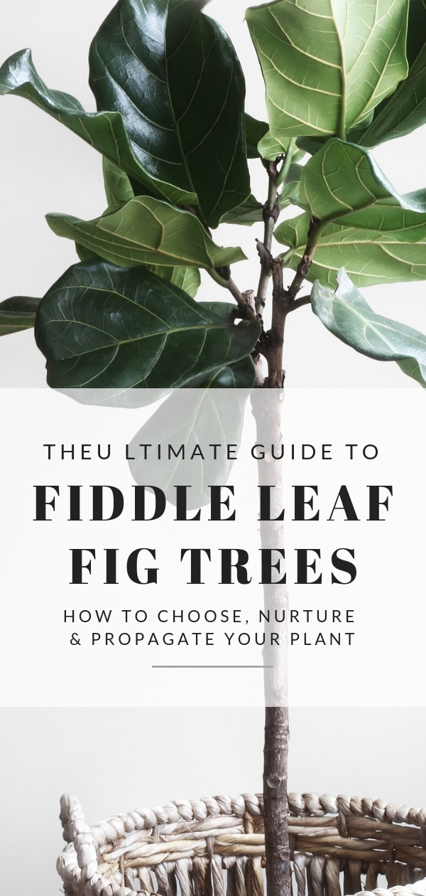 How to Care for Your New Fiddle Leaf Fig Tree -   17 plants design fiddle leaf fig ideas