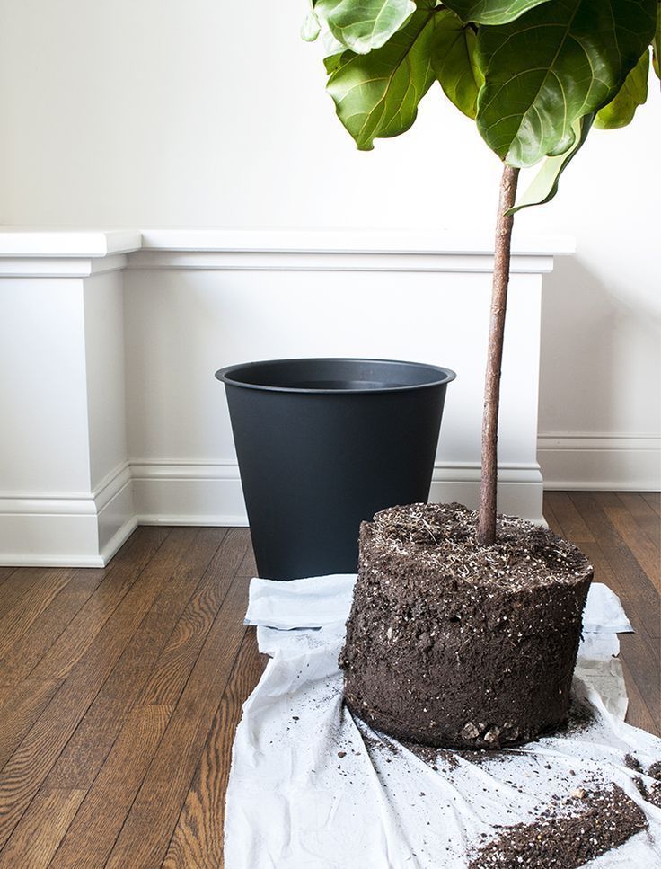 How To Repot A Fiddle Leaf Fig Tree - Room For Tuesday -   17 plants design fiddle leaf fig ideas