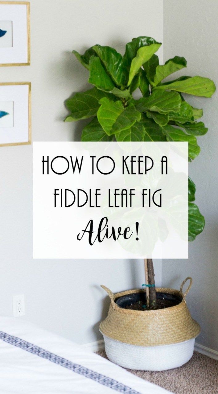 How To Keep A Fiddle Leaf Fig Alive -   17 plants design fiddle leaf fig ideas