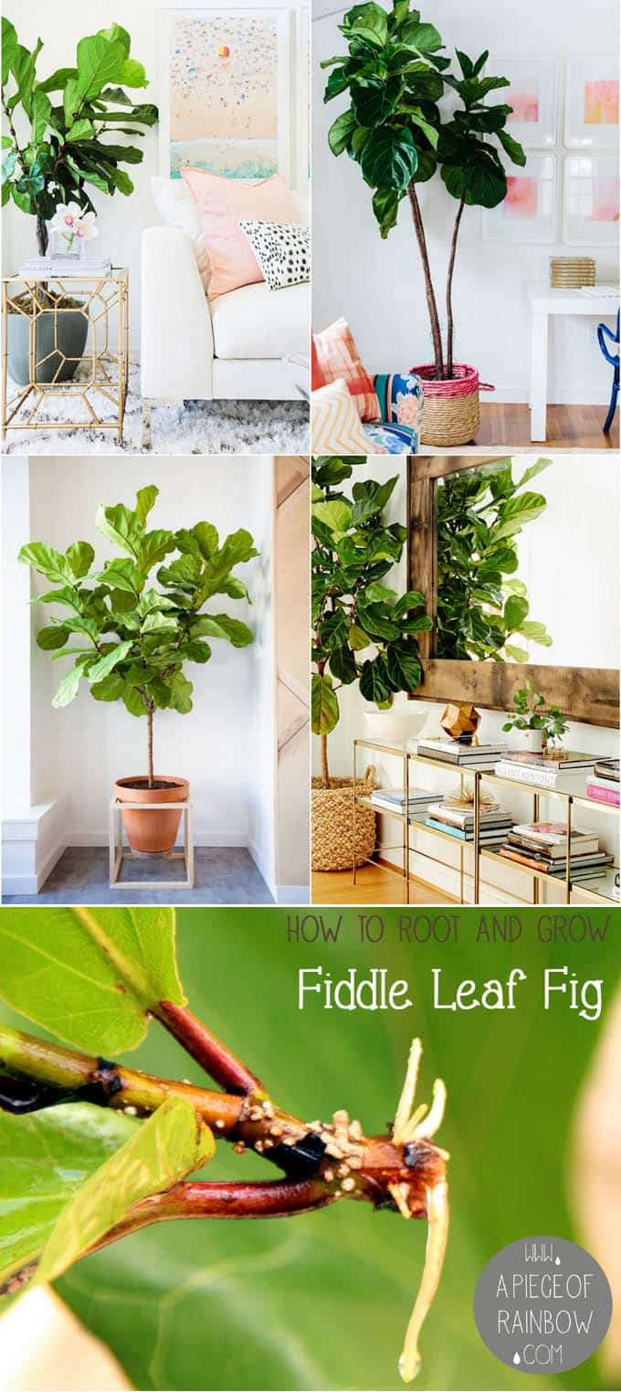 Fiddle Leaf Fig Propagation: 100% Success in 2 Easy Ways! -   17 plants design fiddle leaf fig ideas