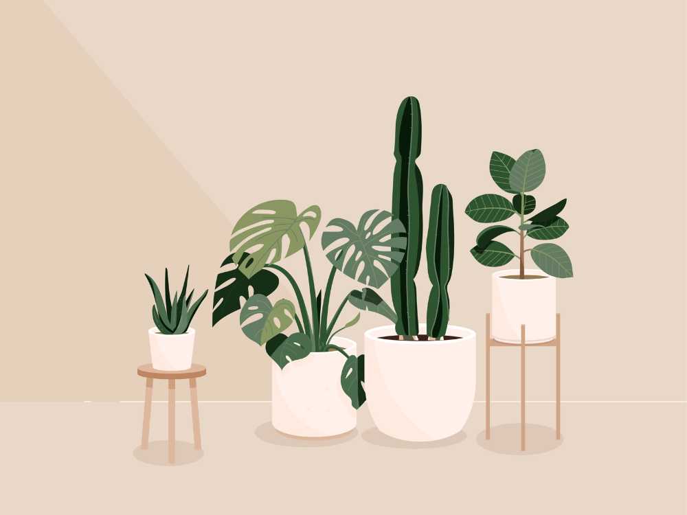 Plants -   17 plants Illustration minimalist ideas
