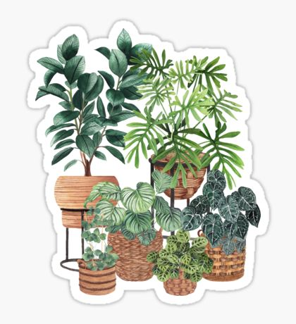 17 plants Illustration minimalist ideas