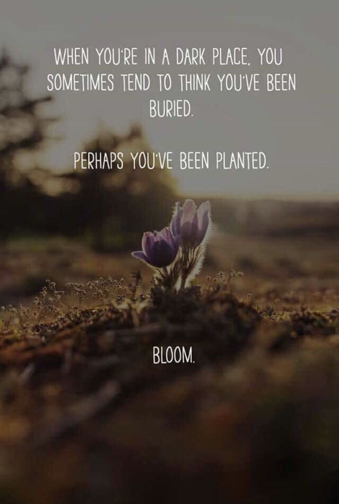 Dark places bring blooms -   12 planting Quotes sad ideas