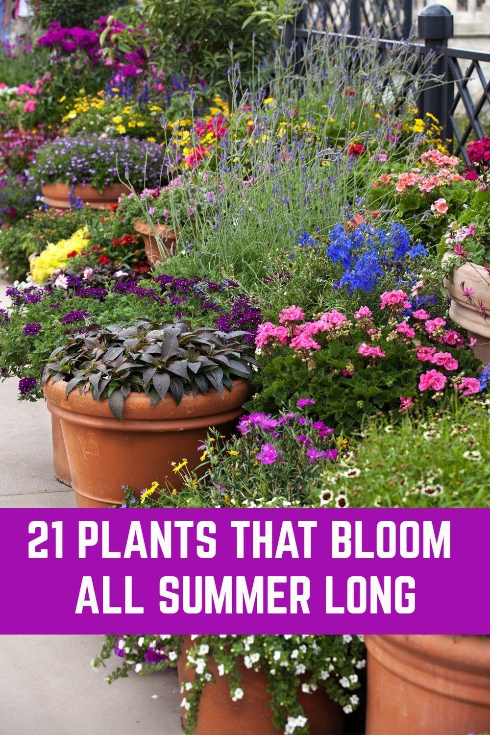 21 Plants That Bloom All Summer Long -   17 plants Flowers design ideas