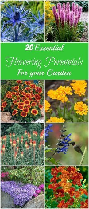 20 Essential Flowering Perennials for your Garden - The Ramblings of an Aspiring Small Town Girl -   17 plants Flowers design ideas