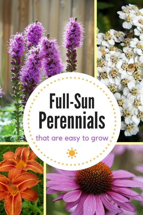 15 Full-Sun Perennials for Your Garden - Natalie Linda -   17 plants Flowers design ideas