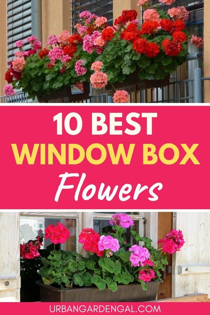 10 Best Window Box Flowers -   17 plants Flowers design ideas