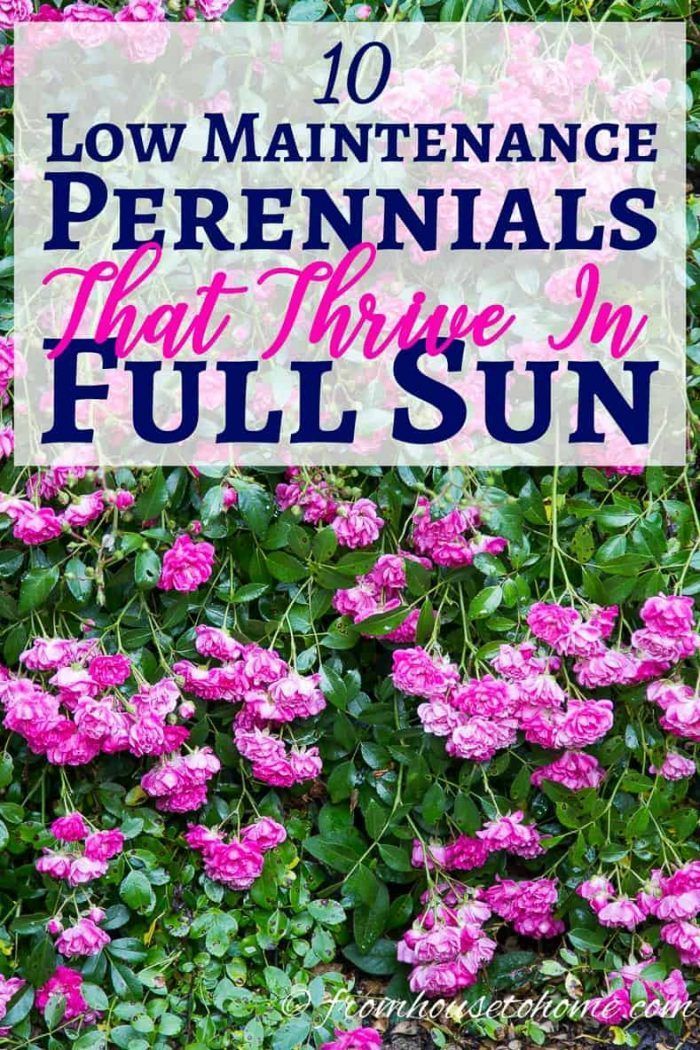 Full Sun Perennials: 10 Beautiful Low Maintenance Plants That Thrive In The Sun - Gardening @ From House To Home -   17 plants Flowers design ideas