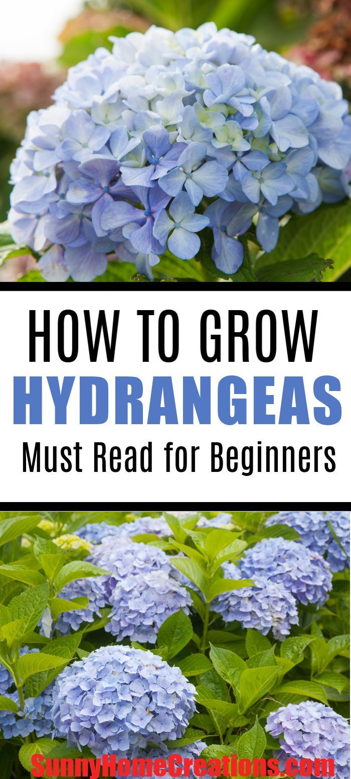 How to Grow Hydrangeas Guide -   17 plants Flowers design ideas