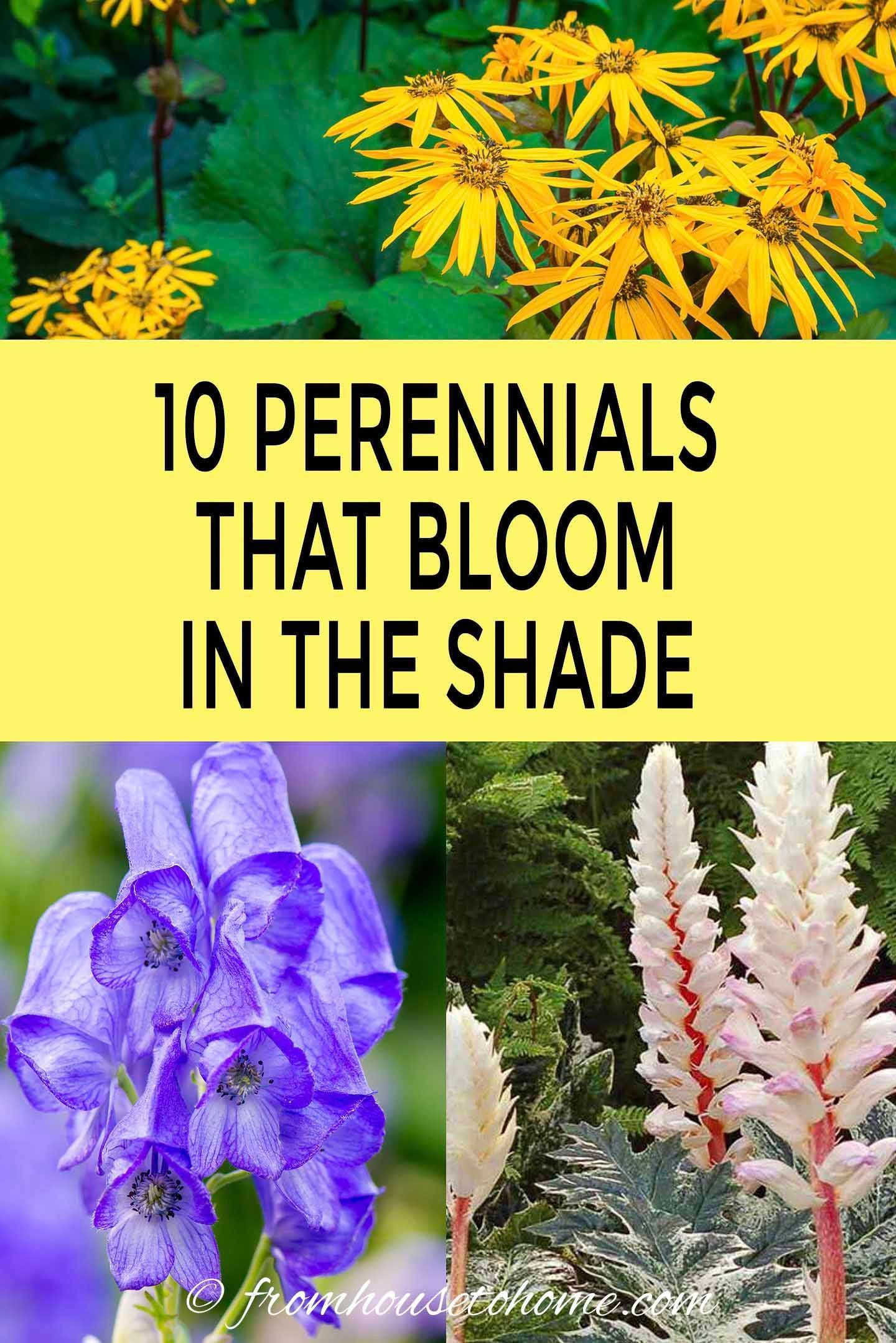 10 Tall Shade Perennials: Flowering Plants That Bloom In The Shade - Gardening @ From House To Home -   17 plants Flowers design ideas