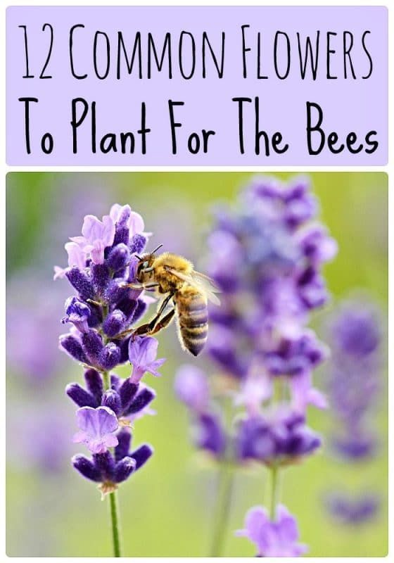 12 Common Flowers to Plant for the Bees (that are good for us too!) -   17 plants Flowers design ideas