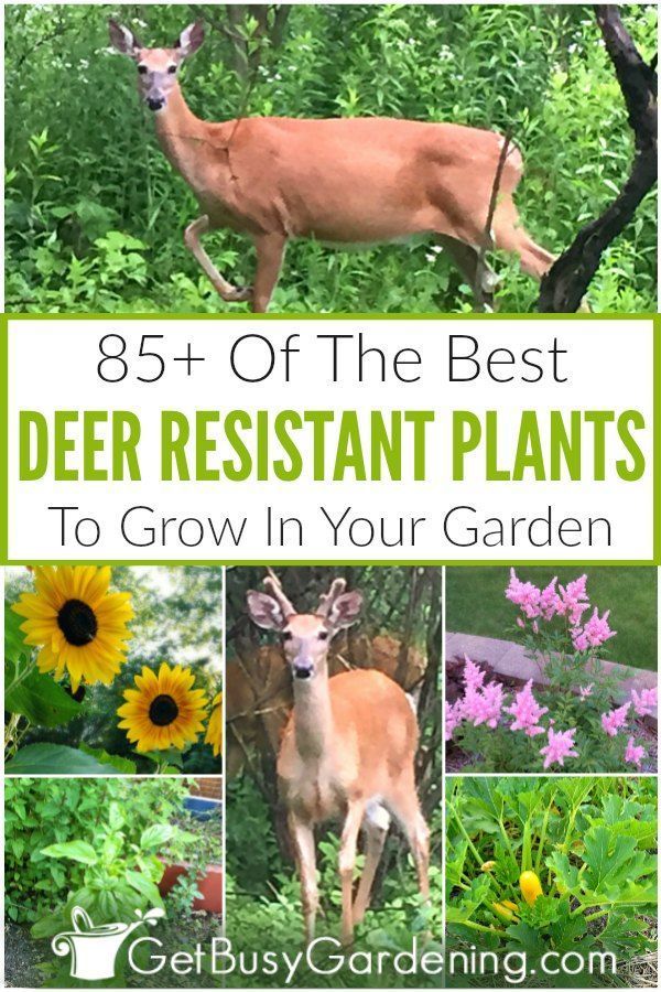 85+ Deer Resistant Plants For Your Garden -   17 plants Flowers design ideas