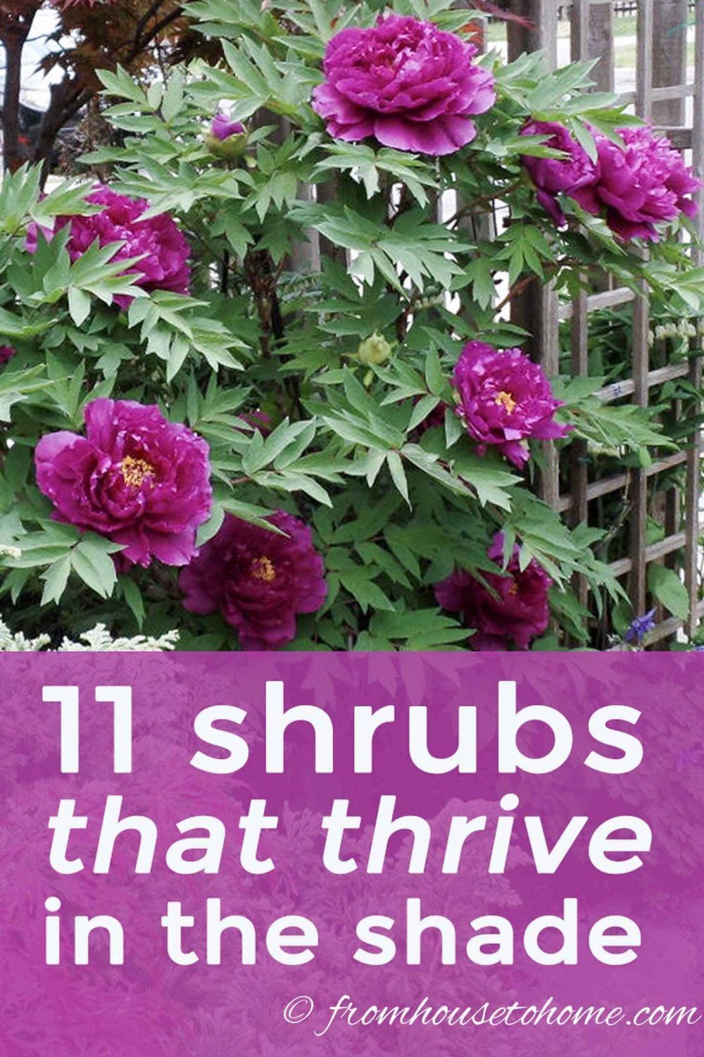 Shade Loving Shrubs: 15 Beautiful Bushes To Plant Under Trees - Gardening @ From House To Home -   17 plants Flowers design ideas