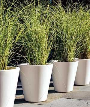 7 Ideas for Container Gardens -   18 plants Outdoor grasses ideas