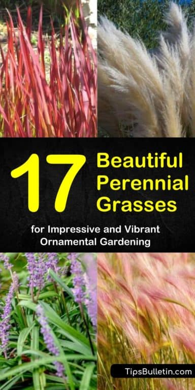 18 plants Outdoor grasses ideas
