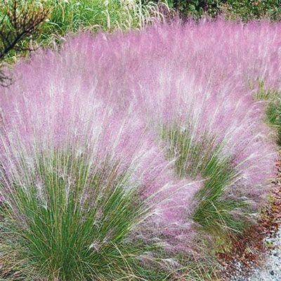 Buy Pink Cotton Candy Grass from K. van Bourgondien -   18 plants Outdoor grasses ideas
