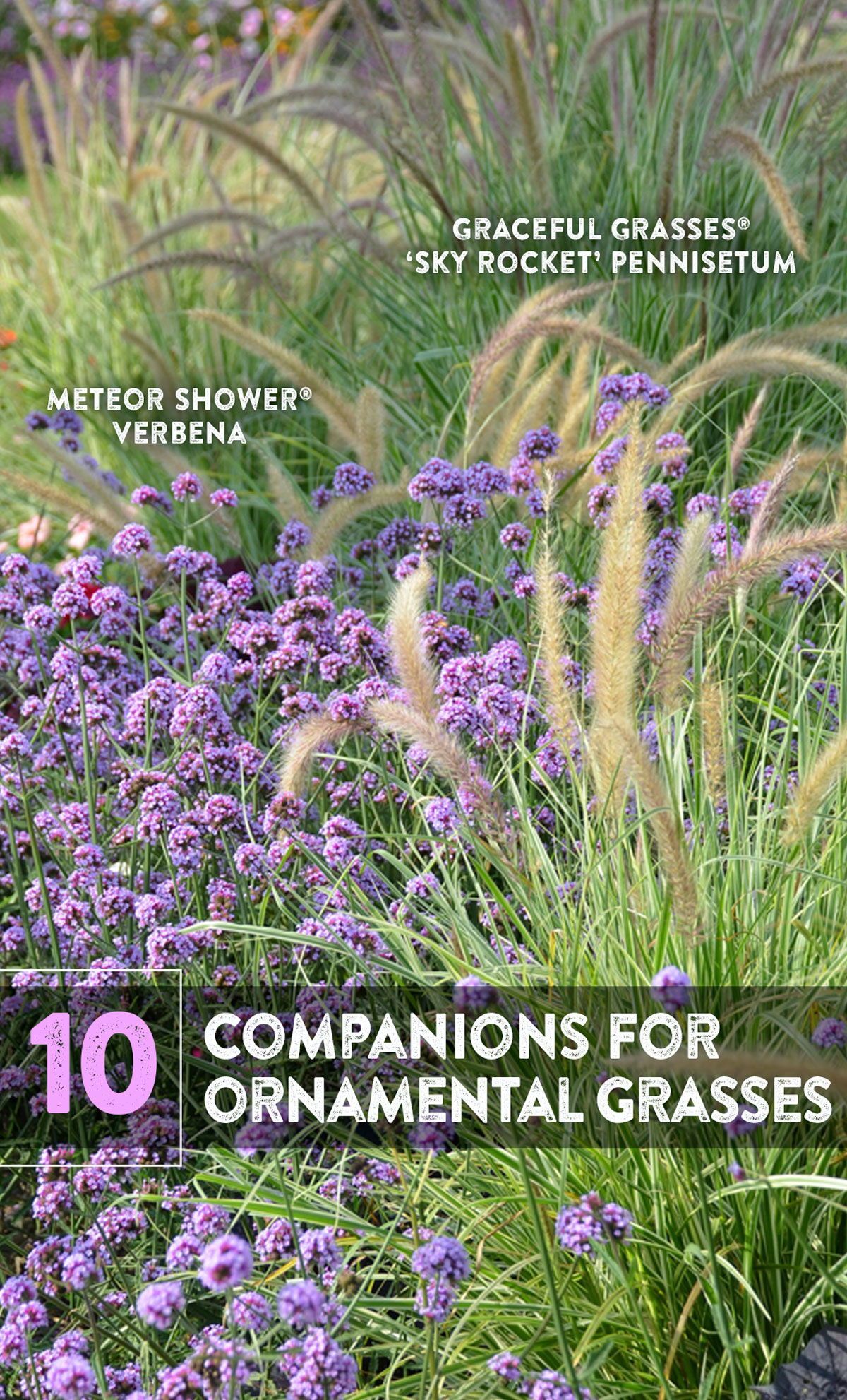 10 Companions for Ornamental Grasses in the Landscape -   18 plants Outdoor grasses ideas