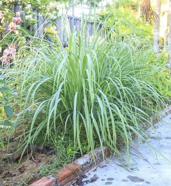 6 Fragrant Herbs & Plants That Repel Flies -   18 plants Outdoor grasses ideas