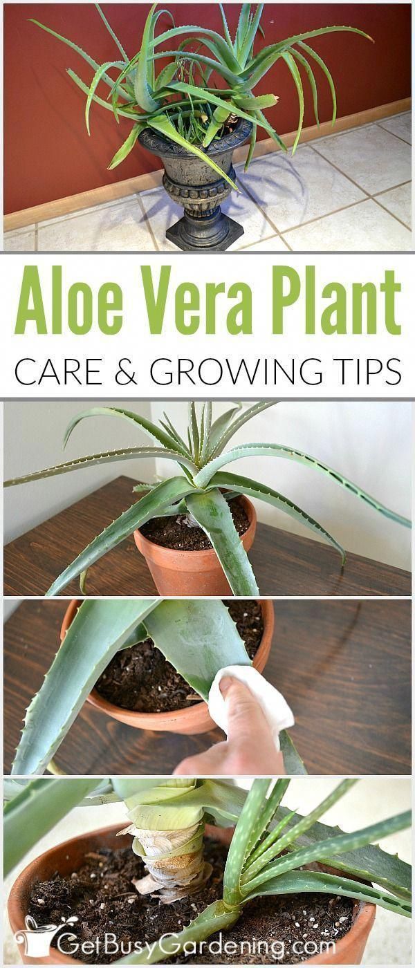 Aloe Vera Plant Care: The Ultimate Guide For How To Grow Aloe Vera -   18 plants Outdoor grasses ideas