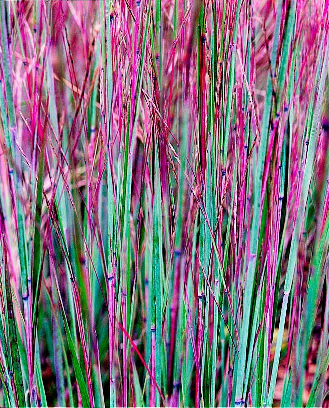 Best Ornamental Grasses for Midwest Gardens -   18 plants Outdoor grasses ideas