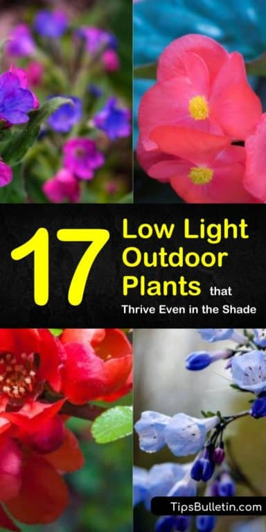 17 Low Light Outdoor Plants that Thrive Even in the Shade -   18 plants Outdoor grasses ideas
