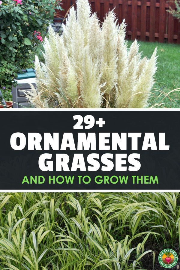29+ Ornamental Grasses and How To Grow Them -   18 plants Outdoor grasses ideas