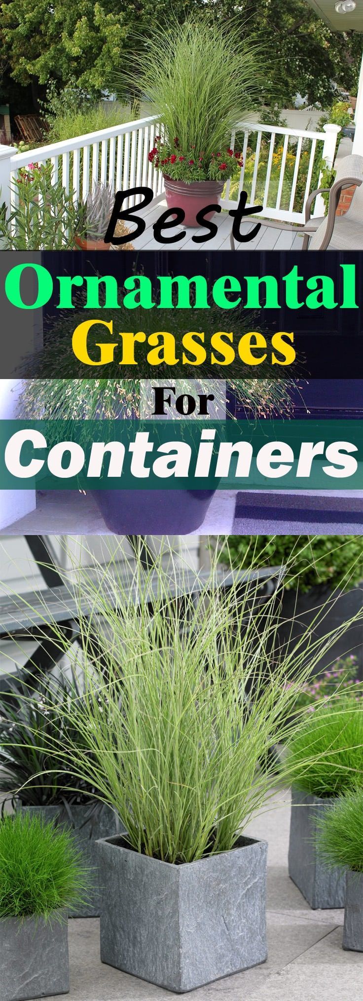 Best Ornamental Grasses for Containers and How to Grow them -   18 plants Outdoor grasses ideas