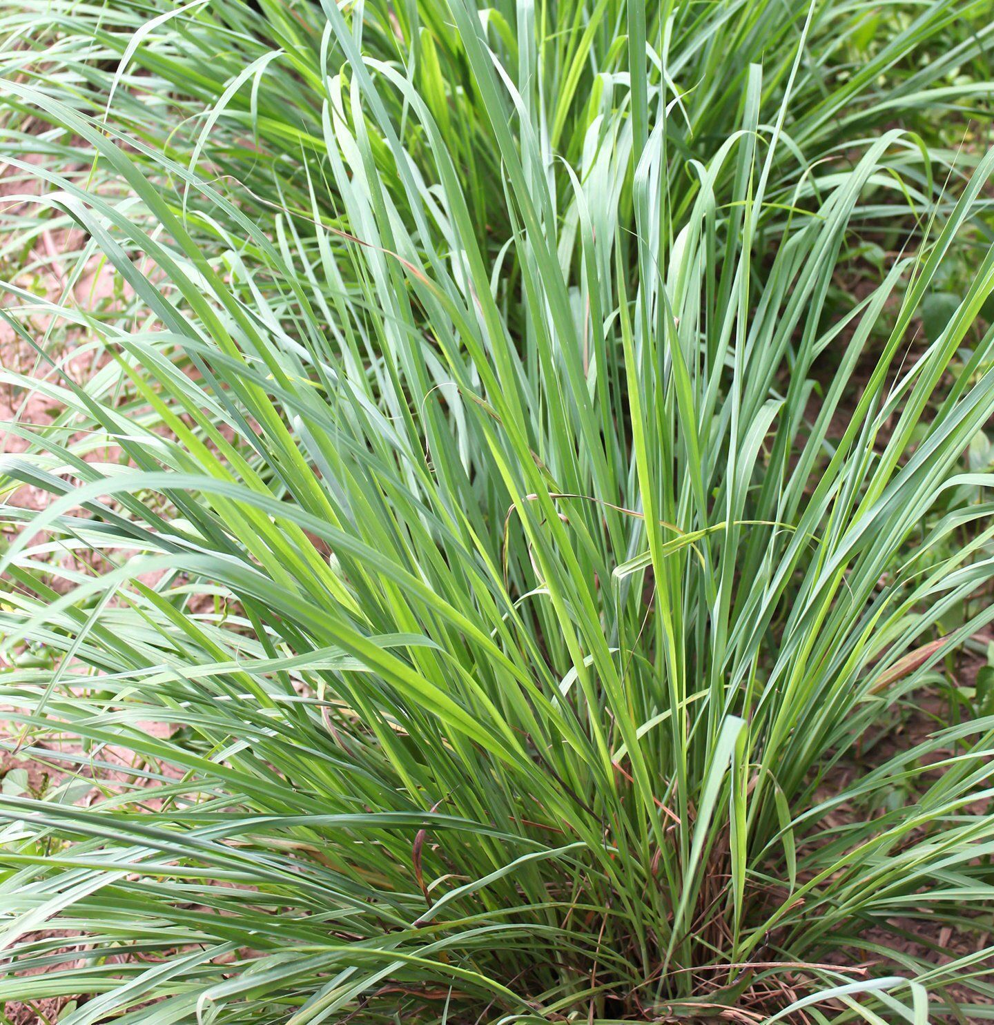 8 Plants That Repel Bugs and Mosquitoes -   18 plants Outdoor grasses ideas