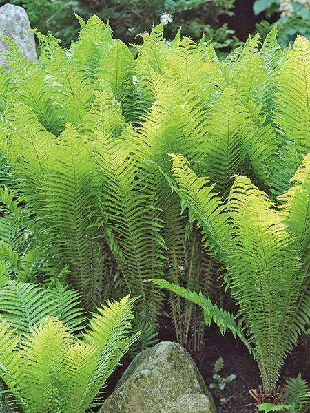 Ostrich Plume Fern -   18 plants Texture ferns ideas