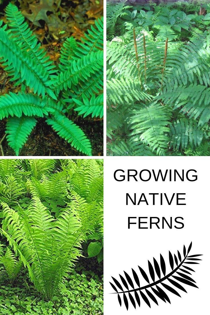 Growing Native Ferns in the Garden -   18 plants Texture ferns ideas