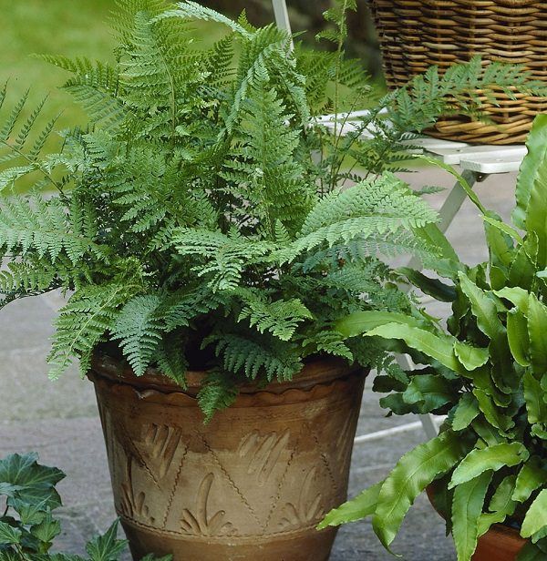 Los mejores helechos para cultivar en maceta -   18 plants Texture ferns ideas