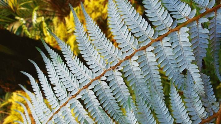 8 top plants to add tropical texture to a NZ garden -   18 plants Texture ferns ideas