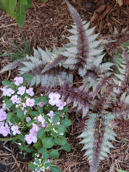 Fern Regal Red -- Bluestone Perennials -   18 plants Texture ferns ideas
