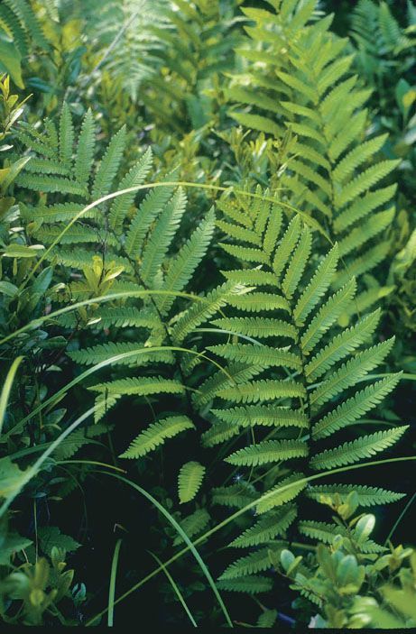 Hardy Native Ferns - FineGardening -   18 plants Texture ferns ideas