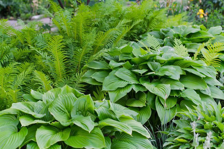 How to Grow the Most Stunning Hostas -   18 plants Texture ferns ideas
