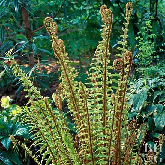 Holly Fern -   18 plants Texture ferns ideas
